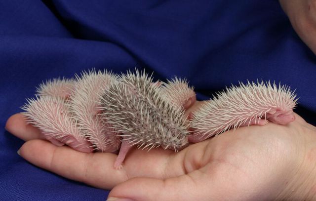 Newly Born Hedgehogs Are So Cute (52 pics)