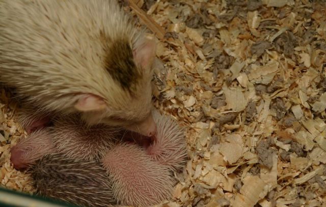 Newly Born Hedgehogs Are So Cute (52 pics)