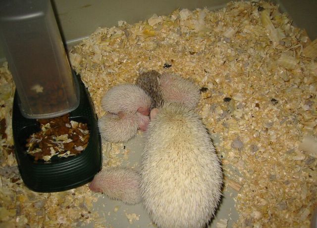 Newly Born Hedgehogs Are So Cute (52 pics)