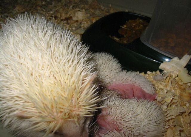 Newly Born Hedgehogs Are So Cute (52 pics)