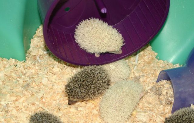 Newly Born Hedgehogs Are So Cute (52 pics)