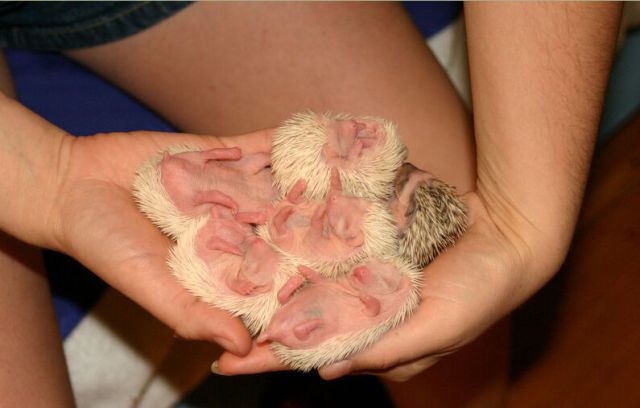 Newly Born Hedgehogs Are So Cute (52 pics)