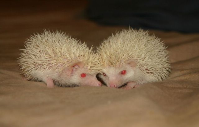Newly Born Hedgehogs Are So Cute (52 pics)