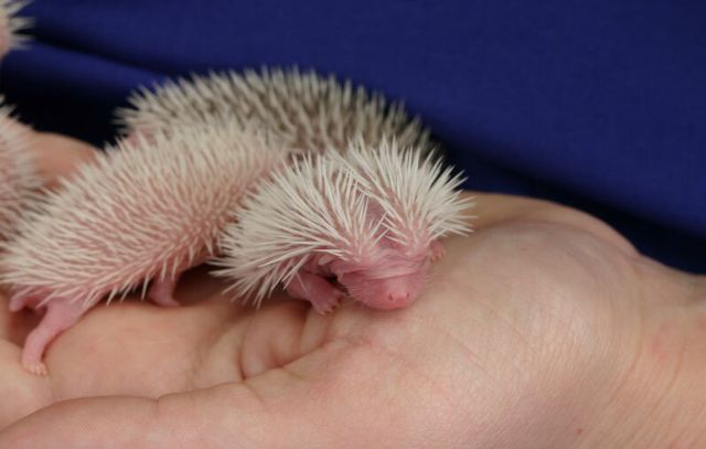 Newly Born Hedgehogs Are So Cute (52 pics)