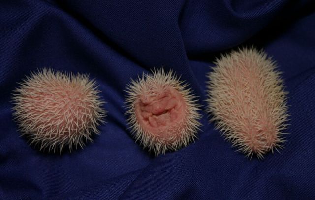 Newly Born Hedgehogs Are So Cute (52 pics)