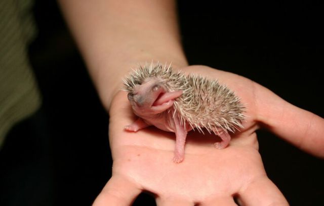 Newly Born Hedgehogs Are So Cute (52 pics)
