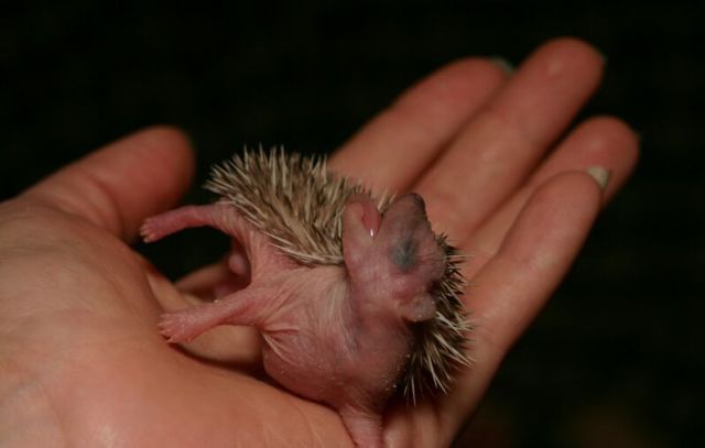 Newly Born Hedgehogs Are So Cute (52 pics)