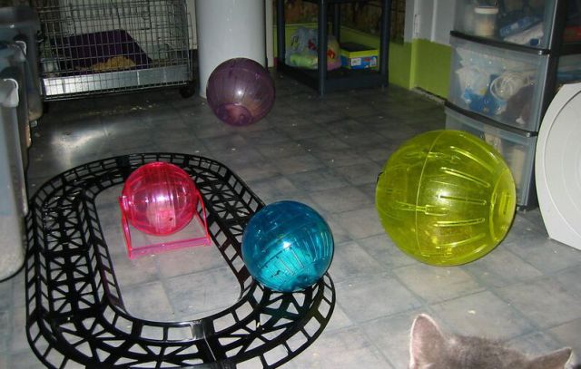 Newly Born Hedgehogs Are So Cute (52 pics)