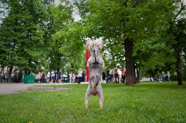 Zombie Walk in Moscow (84 pics)