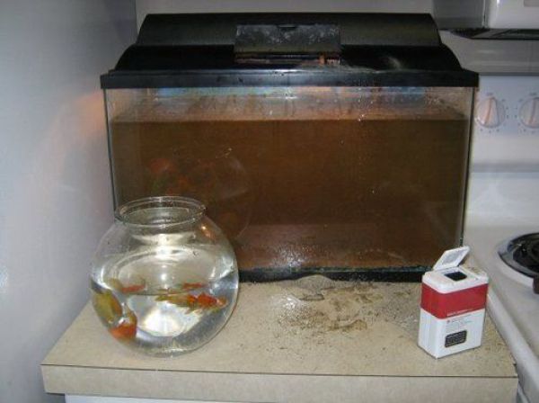 When Kids Have the Last Laugh (47 pics)