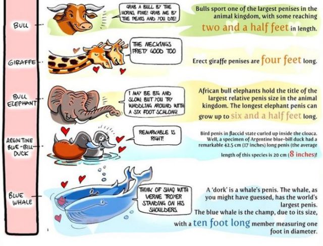 Penis Size Comparison Chart (3 pics)