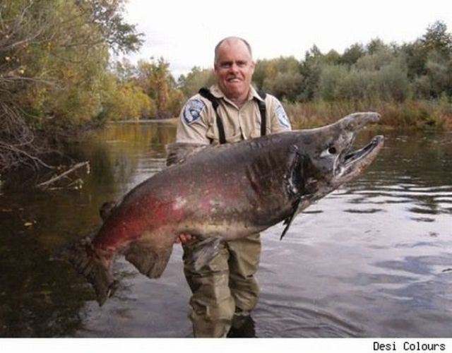 Fisherman’s Dream (31 pics) Fisherman’s Dream (31 pics)