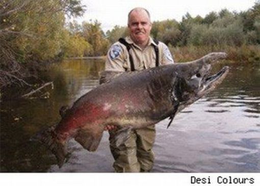 Fisherman’s Dream (31 pics) Fisherman’s Dream (31 pics)