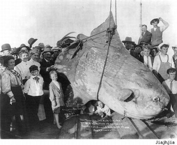 Fisherman’s Dream (31 pics) Fisherman’s Dream (31 pics)