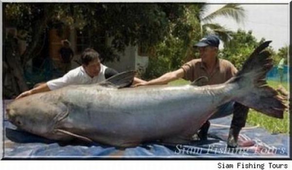 Fisherman’s Dream (31 pics) Fisherman’s Dream (31 pics)