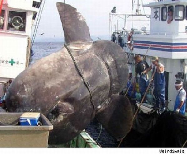 Fisherman’s Dream (31 pics) Fisherman’s Dream (31 pics)