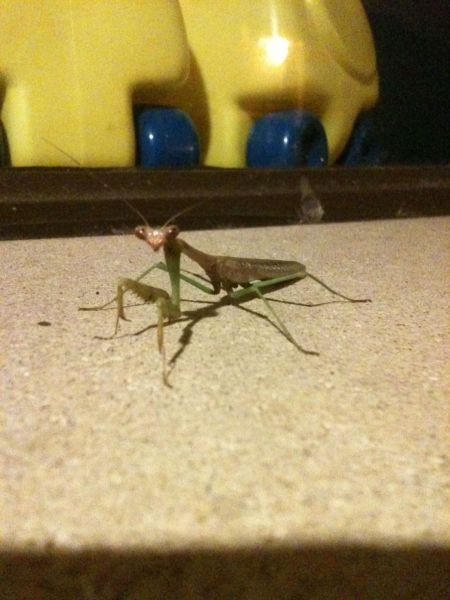 Daily picdump (115 pics)