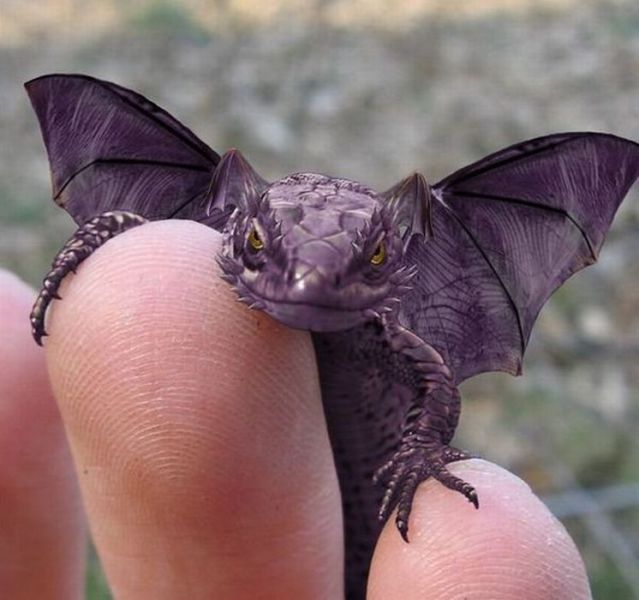 Daily picdump