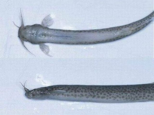 Little Fish that Can Climb Your Urethra