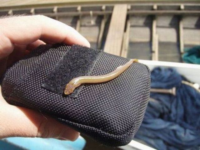 Little Fish that Can Climb Your Urethra