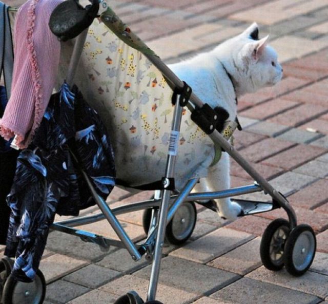 Only in America Scenes Prove Unique and Disturbing