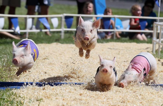 Hilarious Photos Taken at the Perfect Time