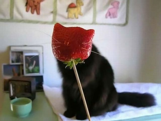 Morning Picdump