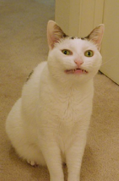 daily picdump weekend edition 78 pics 18.html - 78 HD Photos | Premium Gallery 2011