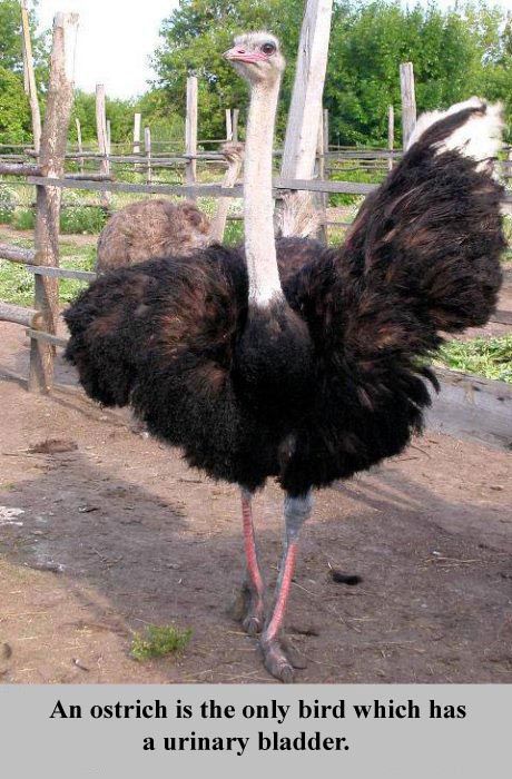 Interesting Facts about Everything