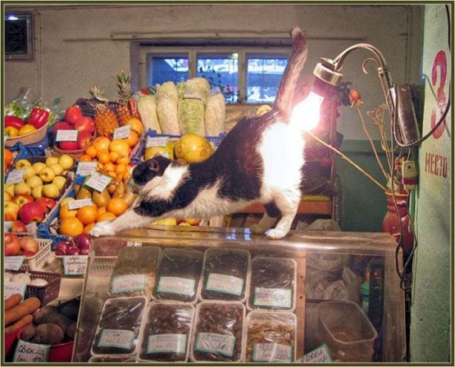 Morning Picdump