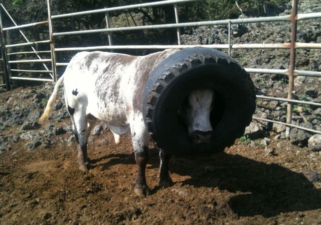 daily picdump 90 pics 35.html - 90 HD Photos | Premium Gallery 2011