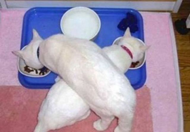 Morning Picdump