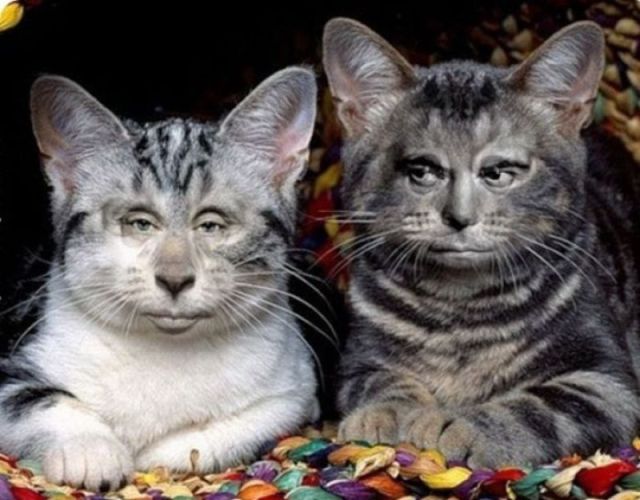 Morning Picdump