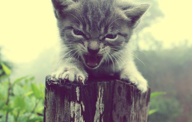 Daily Picdump [WEEKEND EDITION]