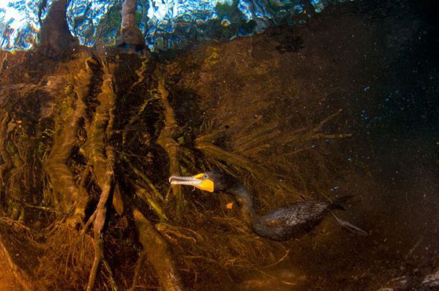 Daily Picdump [WEEKEND EDITION]