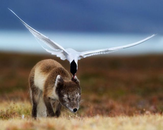 Daily Picdump [WEEKEND EDITION]