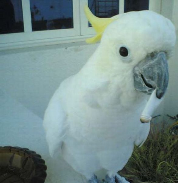 daily picdump weekend edition 89 pics 2.html - 89 HD Photos | Premium Gallery 2011