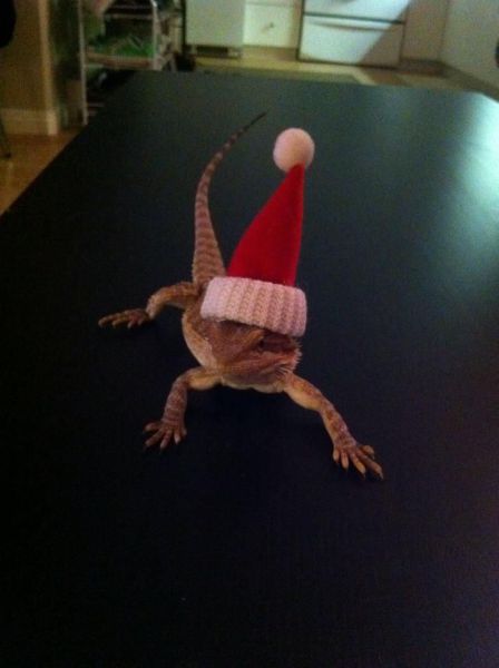 daily picdump weekend edition 89 pics 2.html - 89 HD Photos | Premium Gallery 2011