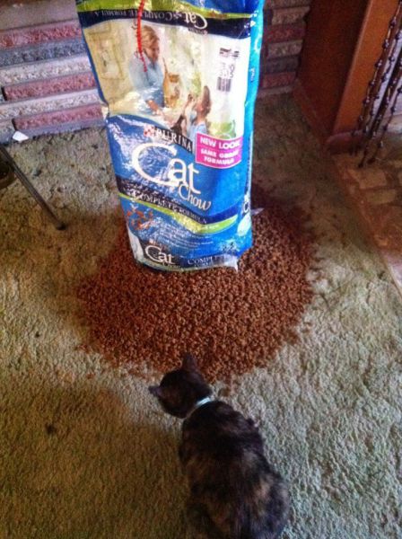 daily picdump weekend edition 89 pics 2.html - 89 HD Photos | Premium Gallery 2011