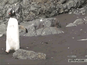 Adorable Penguin Gifs
