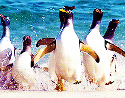Adorable Penguin Gifs