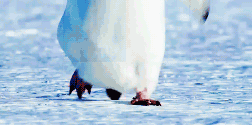Adorable Penguin Gifs