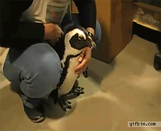 Adorable Penguin Gifs