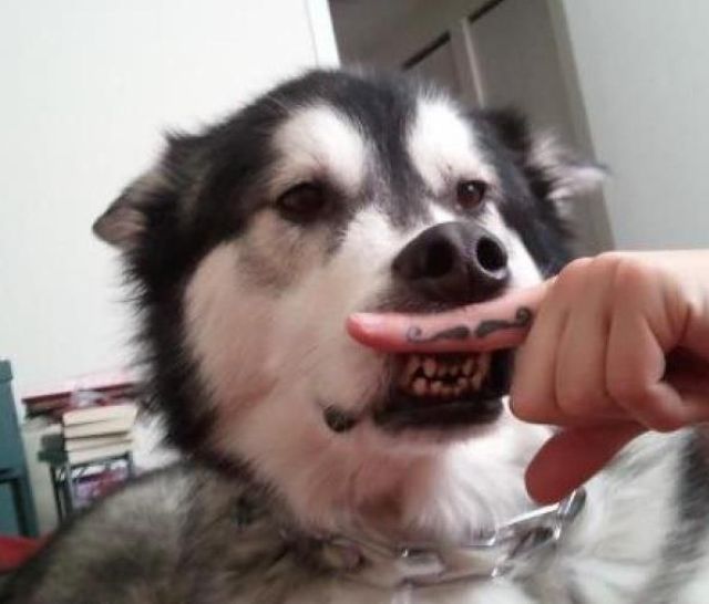Daily Picdump