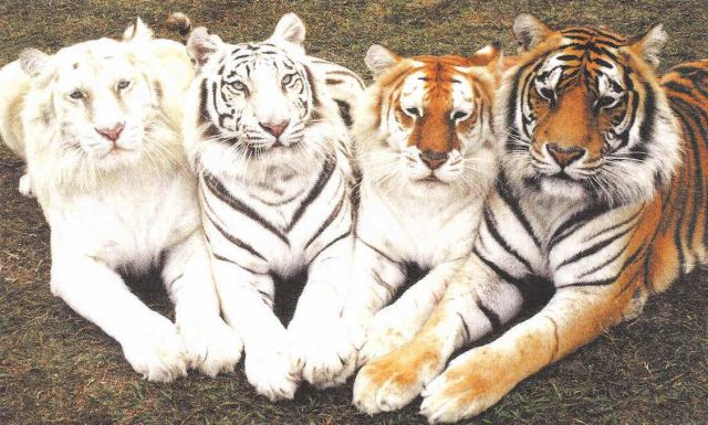 daily picdump 86 pics 12.html - 86 HD Photos | Premium Gallery 2012