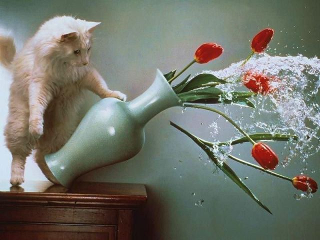 Morning Picdump