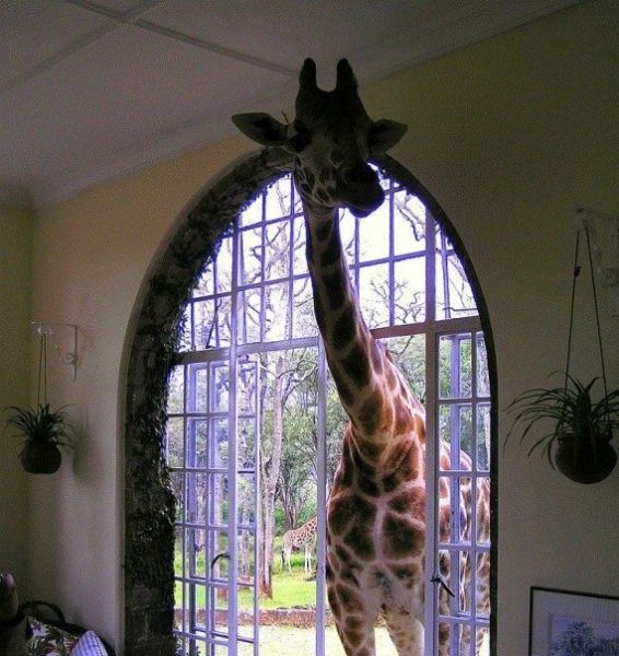 Africa Is Unique
