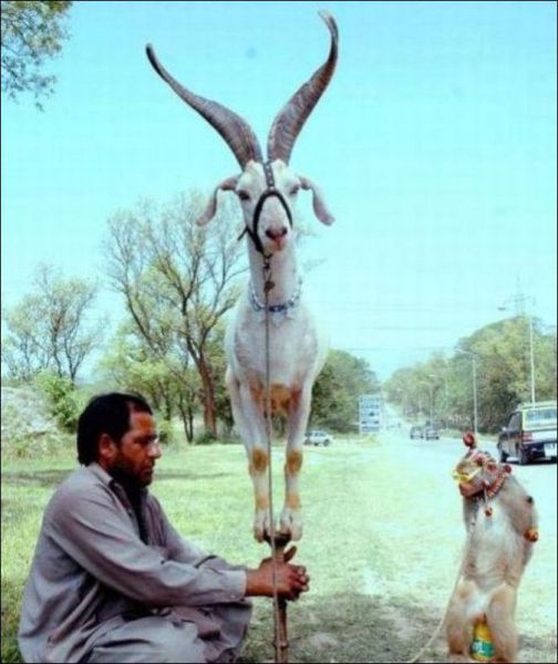 daily picdump 92 pics 19.html - 92 HD Photos | Premium Gallery 2012