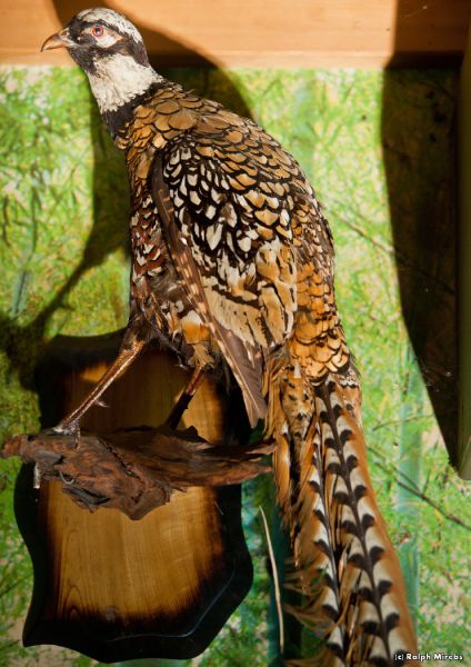 Abandoned Hotel in Japan
