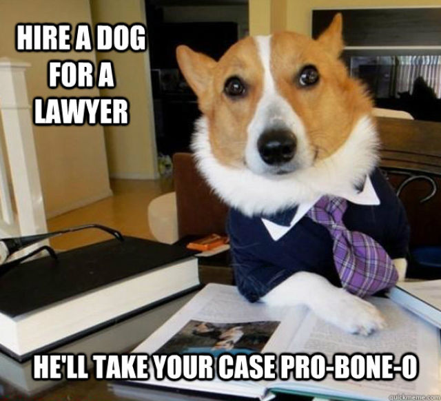 The Hilarious Lawyer Dog Meme